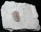 Huge Flexicalymene Trilobite - Top Quality #15911-3